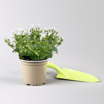 Glockenblume 'Ambella® White', weiß, Topf-Ø 10,5 cm, 3 Pflanzen