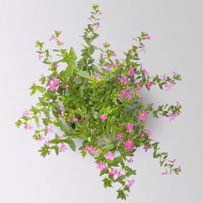 Japanische Scheinmyrte, rot, Topf-Ø 11 cm, 6 Pflanzen