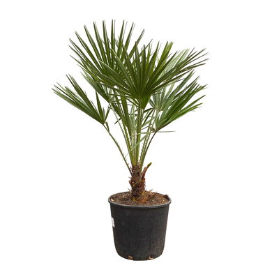 Chamaerops humilis, Topf-Ø 22 cm, Höhe ca. 70 cm