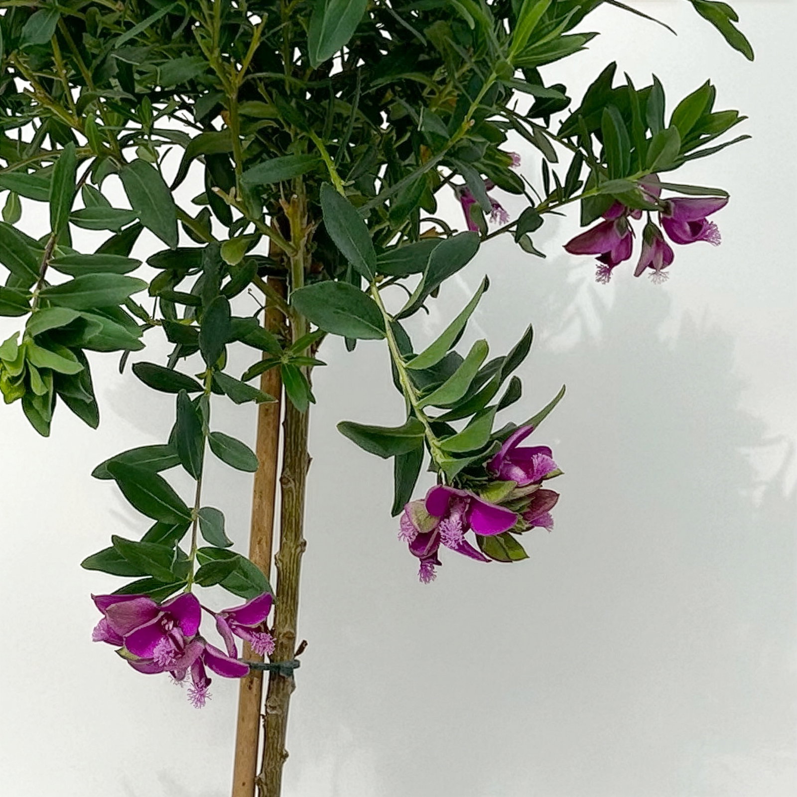 Kreuzblume, rosa-violett, Stamm, Höhe ca. 50 cm, Topf-Ø 17 cm