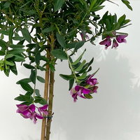 Kreuzblume, rosa-violett, Stamm, Höhe ca. 50 cm, Topf-Ø 17 cm