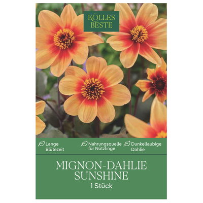 Kölles Beste Mignondahlie 'Sunshine', orange, 1 Blumenknolle