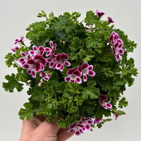 Duftgeranie 'Angel Aroma®Nova®', bordeaux-weiß, Topf-Ø 12 cm, 6 Pflanzen