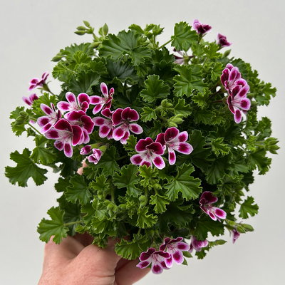 Duftgeranie 'Angel Aroma®Nova®', bordeaux-weiß, Topf-Ø 12 cm, 6 Pflanzen