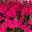 Geranie 'Villetta® Neon Rose' pink, hängend, Topf-Ø 13 cm, 6er-Set