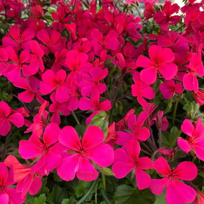 Geranie 'Rainbow Neon Purple', pink, hängend, Topf-Ø 13 cm, 6 Pflanzen Geranie 'Rainbow Neon Purple', pink, hängend, Topf-Ø 13 cm, 6 Pflanzen