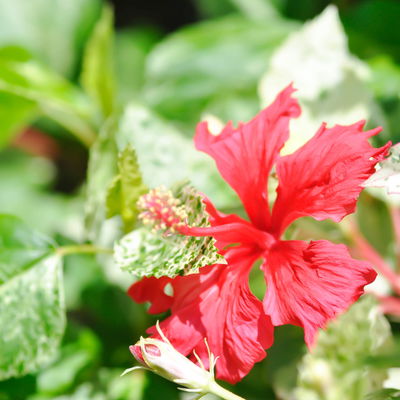 Hibiskus 'Variegata' rot, Topf-Ø 13 cm, Höhe ca. 25 cm, 2 Pflanzen