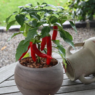Blu Bio Chilipflanze Zwerg-Chili, Topf-Ø 12 cm, 3er Set Blu Bio Chilipflanze Zwerg-Chili, Topf-Ø 12 cm, 3er Set