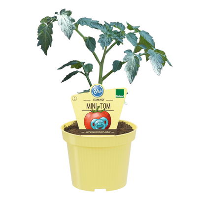 Blu Bio Minitomatenpflanze 'Mini-Tom F1', Topf-Ø 12 cm, 3er-Set Blu Bio Minitomatenpflanze 'Mini-Tom F1', Topf-Ø 12 cm, 3er-Set
