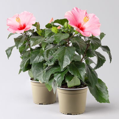 Hibiskus, rosa, Topf-Ø 13 cm, Höhe ca. 35 cm, 2 Pflanzen
