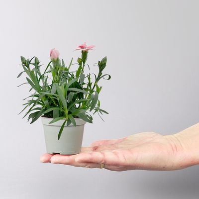 Dianthus 'Oscar' Mini, Farbmix, Topf-Ø 7 cm, 6 Pflanzen