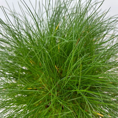 Bärenfell Schwingel 'Pic Carlit', Topf-Ø 10,5 cm, 3er-Set