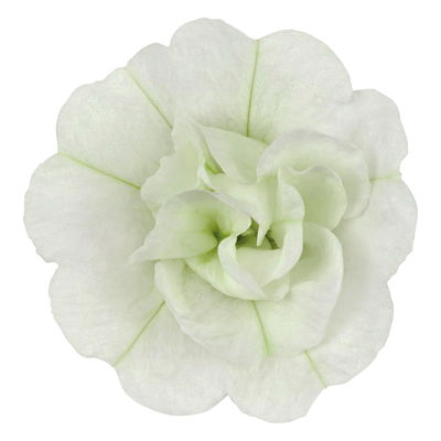 Zauberglöckchen 'Uno Double White' weiß, gefüllt, Topf-Ø 13 cm, 6 Pflanzen