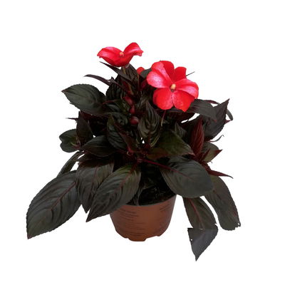 Edellieschen weiß-rot, Topf-Ø 12 cm, 6er-Set