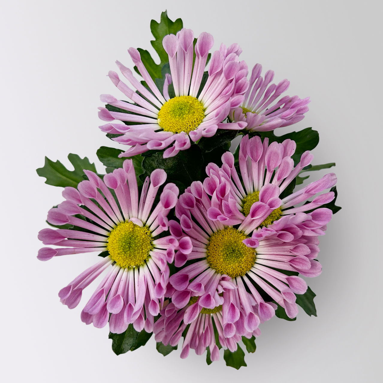 Chrysantheme Mini rosa, anemonenblütig, Topf-Ø 7cm, 12 Stück