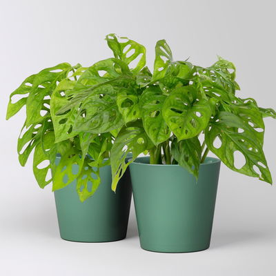 Monstera adansonii mit Topf Dallas seegrün, Topf-Ø 12 cm, 2 Pflanzen