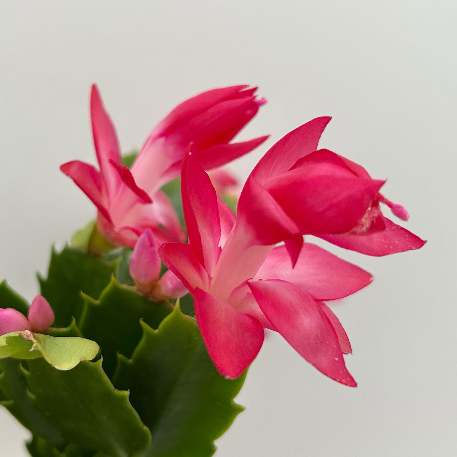 Weihnachtskaktus, rosa, mit Übertopf Dallas anthrazit, Topf-Ø 12 cm, 2 Pflanzen Weihnachtskaktus, rosa, mit Übertopf Dallas anthrazit, Topf-Ø 12 cm, 2 Pflanzen