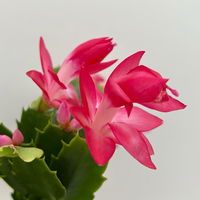 Weihnachtskaktus, rosa, mit Übertopf Dallas anthrazit, Topf-Ø 12 cm, 2 Pflanzen Weihnachtskaktus, rosa, mit Übertopf Dallas anthrazit, Topf-Ø 12 cm, 2 Pflanzen