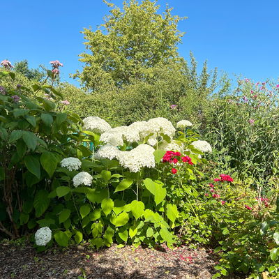 Schneeballhortensie 'Annabelle' 30/40 cm, im 5 l Topf Schneeballhortensie 'Annabelle' 30/40 cm, im 5 l Topf