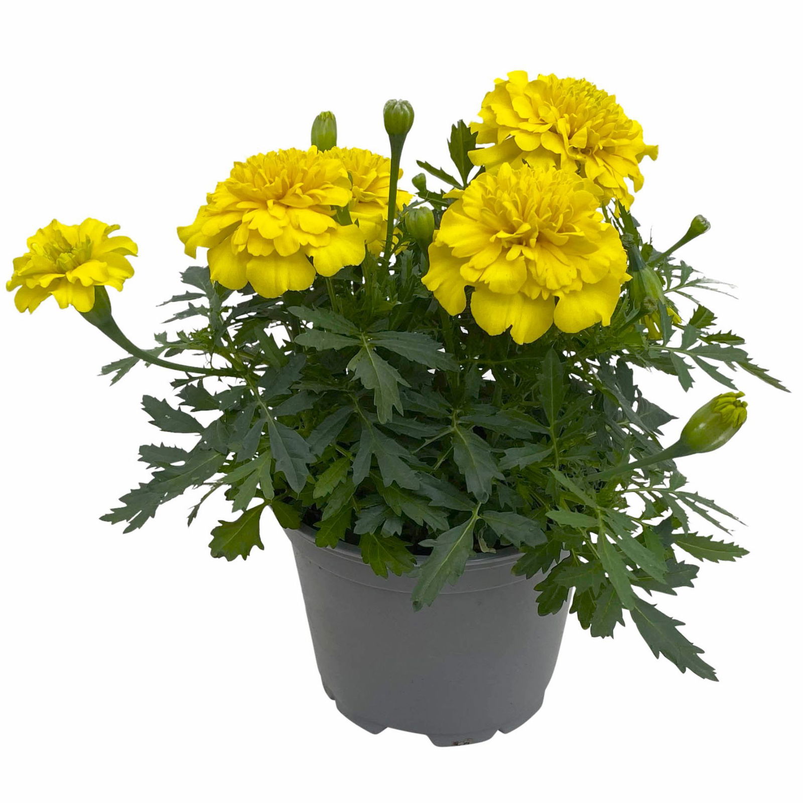 Tagetes, Farbe zufällig, Topf-Ø 12 cm, 6er-Set