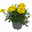 Tagetes, Farbe zufällig, Topf-Ø 12 cm, 6er-Set