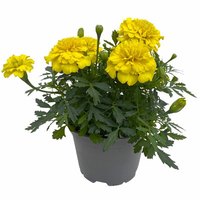 Tagetes, Farbe zufällig, Topf-Ø 13 cm, 6 Pflanzen
