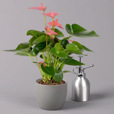 Flamingoblume 'Pink Champion', Topf-Ø 12 cm, Höhe ca. 35 cm, 3er-Set Flamingoblume 'Pink Champion', Topf-Ø 12 cm, Höhe ca. 35 cm, 3er-Set
