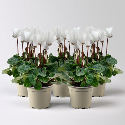 Alpenveilchen, weiß, Mini, Topf-Ø 6 cm, 5 Pflanzen Alpenveilchen, weiß, Mini, Topf-Ø 6 cm, 5 Pflanzen