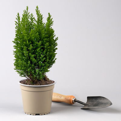 Gelbe Kegelzypresse 'Ellwood's Gold', Topf-Ø 13 cm, 6 Pflanzen