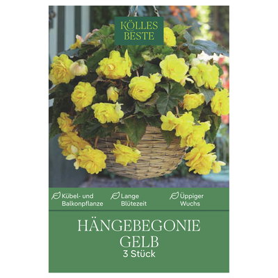 Kölles Beste Hängebegonie gelb, 3 Blumenknollen