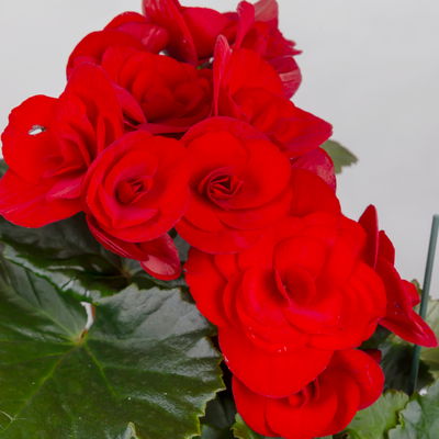 Elatior-Begonie, rot, Topf-Ø 14 cm, Höhe ca. 20-27 cm, 4 Pflanzen