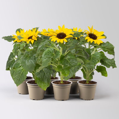 Sonnenblume 'Sunsation'® gelb, Topf-Ø 12/13 cm, 6 Pflanzen