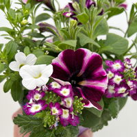 Sommerblumen-Mix, nach Verfügbarkeit, Topf-Ø 13 cm, 3 Pflanzen