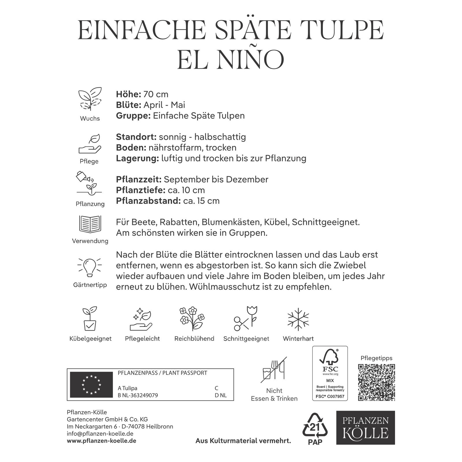 Einfache späte Tulpen El Nino orange, 10 Blumenzwiebeln