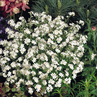 Grabbepflanzung Frühling rosa-weiß, 12 Pflanzen Grabbepflanzung Frühling rosa-weiß, 12 Pflanzen