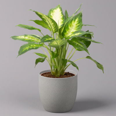 Dieffenbachie 'Camilla' , Topf-Ø17cm, Höhe ca. 50-60 cm