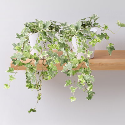 Efeu 'Variegata', Topf-Ø 12/13 cm, in Keramiktopf Dallas weiß, 2 Pflanzen Efeu 'Variegata', Topf-Ø 12/13 cm, in Keramiktopf Dallas weiß, 2 Pflanzen