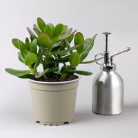 Grünpflanzenkreation 'Einsteiger-Mix', Topf-Ø 12cm + Übertopf Dallas, 4 Pflanzen