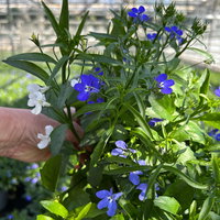 Männertreu 'mehrfarbig', hängend, blau-weiß, Topf-Ø 12 cm, 6 Pflanzen