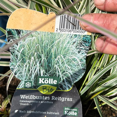 Bio Reitgras 'Overdam', weiß-grün gestreift, Topf 5 Liter Bio Reitgras 'Overdam', weiß-grün gestreift, Topf 5 Liter