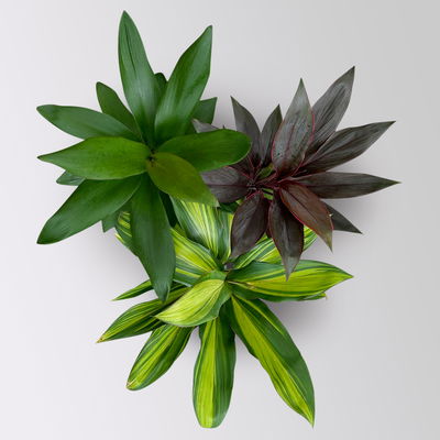 Grünpflanzenkreation Keulenlilien-Dreierlei, Topf-Ø 12 cm, 3 Pflanzen