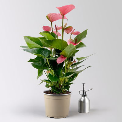 Flamingoblume 'Pink Champion', pink, in Keramiktopf Dallas, Topf-Ø 17 cm