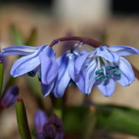 Scilla blau, vorgetrieben, Topf-Ø 10 cm, 6 Pflanzen