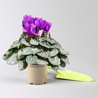 Alpenveilchen 'Exclusive® Dragon Blue', lila, Topf-Ø 10,5 cm, 3 Pflanzen