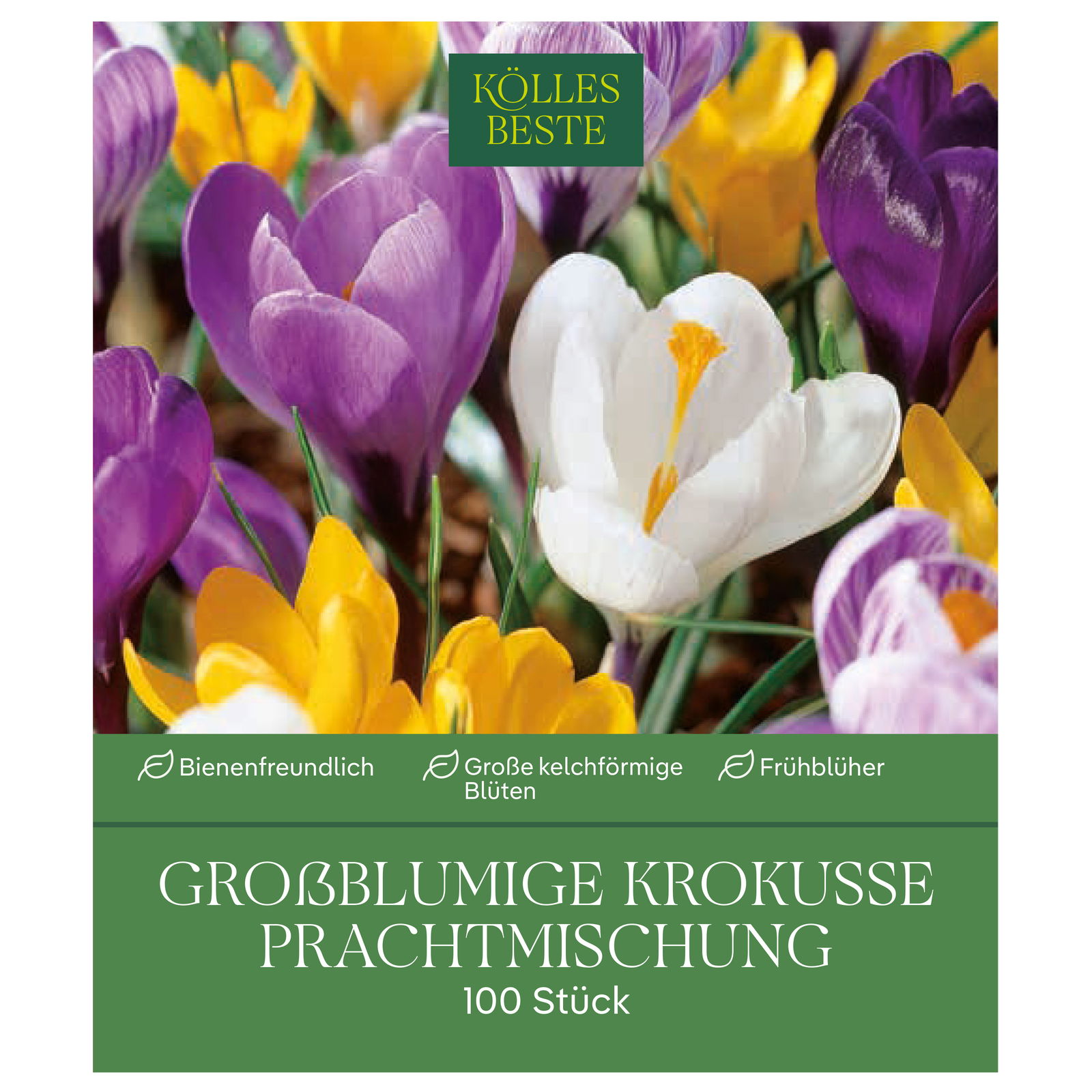 Großblumige Krokusse Prachtmischung 100 Blumenzwiebeln