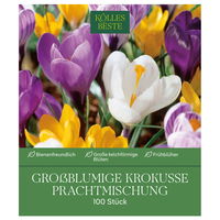 Großblumige Krokusse Prachtmischung 100 Blumenzwiebeln