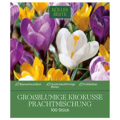 Großblumige Krokusse Prachtmischung 100 Blumenzwiebeln