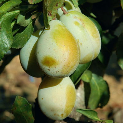 Kölle Bio Zwergreneklode 'Goldust'®, Topf 7,5 Liter Kölle Bio Zwergreneklode 'Goldust'®, Topf 7,5 Liter