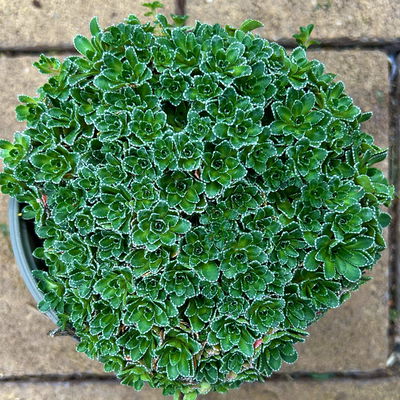 Rispen-Steinbrech, weiß, Topf-Ø 11 cm, 6er-Set Rispen-Steinbrech, weiß, Topf-Ø 11 cm, 6er-Set