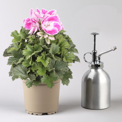 Edelgeranie Bella Donna® 'Don Amalia®', rosa-weiß, Topf-Ø 12 cm, 6 Pflanzen